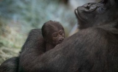 Gorilla e cila gabimisht besohej se ishte mashkull, sjell në jetë foshnjën në kopshtin zoologjik Columbus