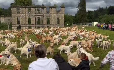 Qindra labrador të artë mblidhen në Skoci për përvjetorin e racës