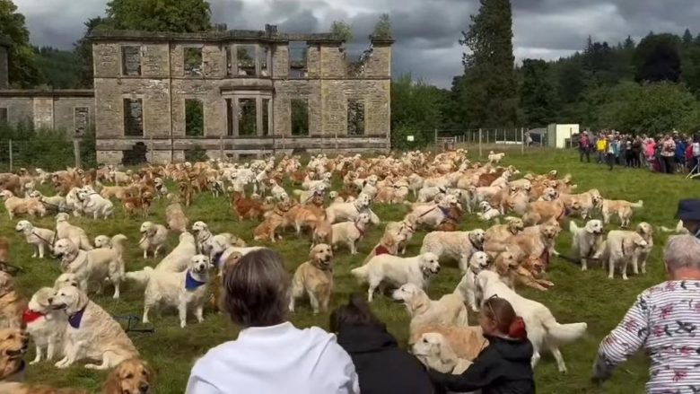 Qindra labrador të artë mblidhen në Skoci për përvjetorin e racës