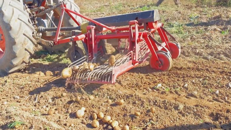 Bie prodhimi bujqësor në Shqipëri, na ishte dikur patatja e Shishtavecit
