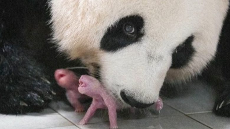 Në Korenë e Jugut erdhën në jetë binjakët e parë panda
