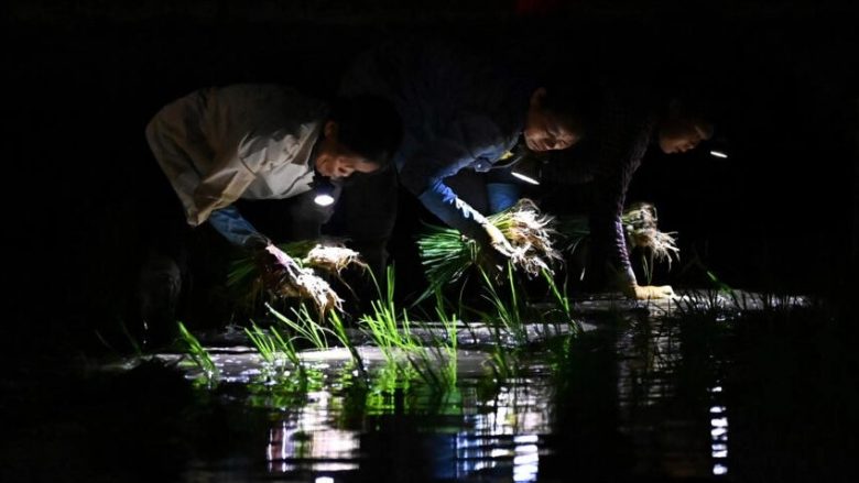 Temperaturat e larta po detyrojnë fermerët e Vietnamit të mbjellin natën – disa prej tyre përshkruajnë se si mund të bëhet një gjë e tillë