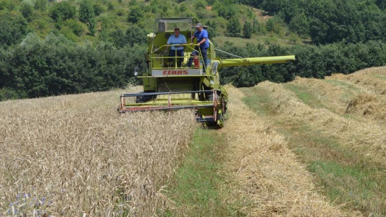 Fillon fushata e korrje-shirjeve në Malishevë, moti ndikoi dukshëm në uljen e rendimentit të grurit