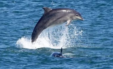 Edhe pse zakonisht nuk janë agresivë ndaj njerëzve, katër notarë janë lënduar nga sulmet e delfinëve në një plazh të Japonisë