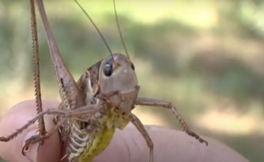 Pushtimi i karkalecave në Shqipëri, pas tokave bujqësore insekti përhapet edhe në qytete