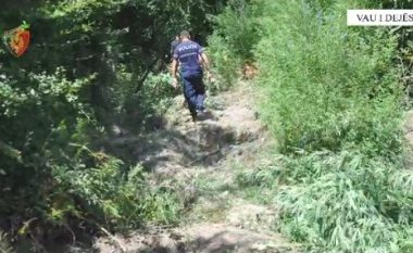 Asgjësohen 203 bimë narkotike në Vaun e Dejës, arrestohet kryeplaku i fshatit Palaj