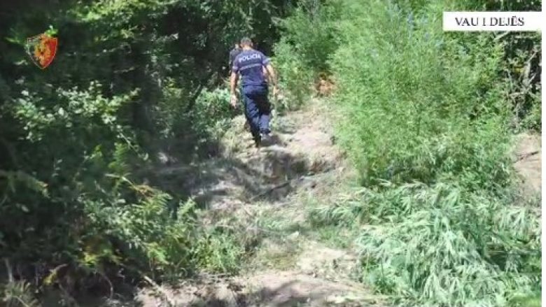 Asgjësohen 203 bimë narkotike në Vaun e Dejës, arrestohet kryeplaku i fshatit Palaj