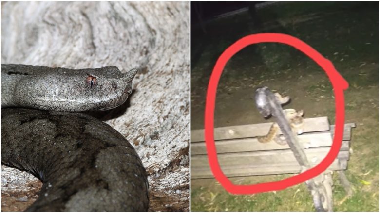 Çfarë dimë për gjarprin më helmues në Evropë që është parë në parkun e Gërmisë?
