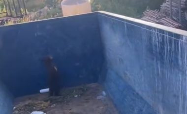 Autoritetet në Kolorado shpëtuan një këlysh ariu që mbeti i bllokuar në një kontejner