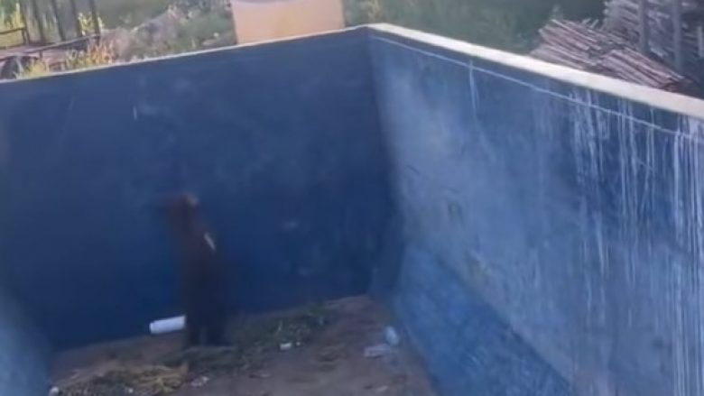 Autoritetet në Kolorado shpëtuan një këlysh ariu që mbeti i bllokuar në një kontejner