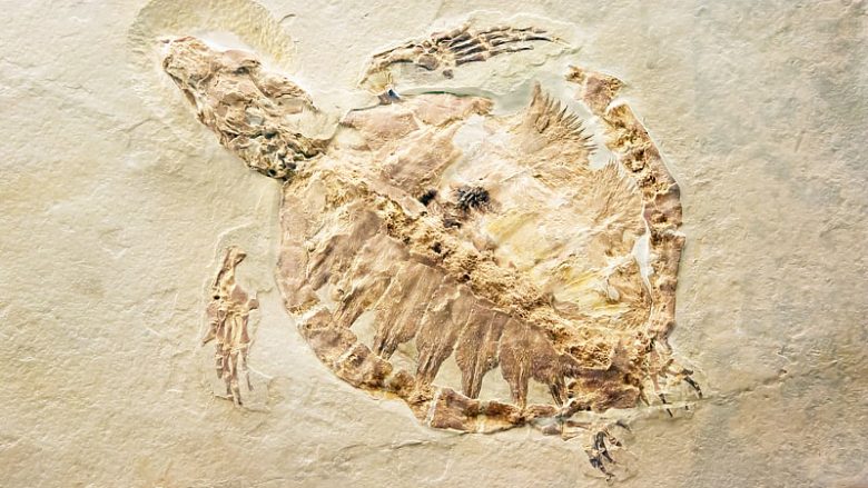 Gjendet fosili më i plotë i breshkave të kohës së dinozaurëve