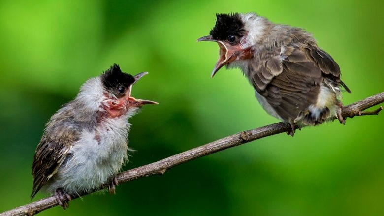 ‘Divorci’ te disa zogj nuk është një fenomen i pazakontë – shkencëtarët pretendojnë se i dinë arsyet kryesore për të