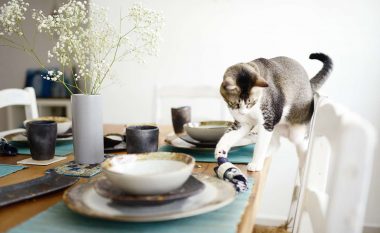 Përse macet rrëzojnë gjërat nga tavolina, raftet apo nga ndonjë vend tjetër?