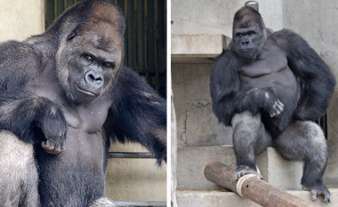 Shabani, gorilla që ka mbi 50 mijë ndjekës në Instagram – ai ka tërhequr vëmendjen e shumë vizitorëve në Japoni