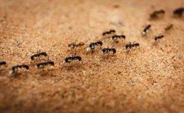 Ja pse milingonat ecin në kolonë: Nuk keni dëgjuar kurrë për këtë, por është ajo që i mban gjallë