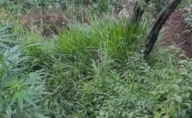 Shkatërrohen disa bimë të kanabisit në një pronë në Rahovec