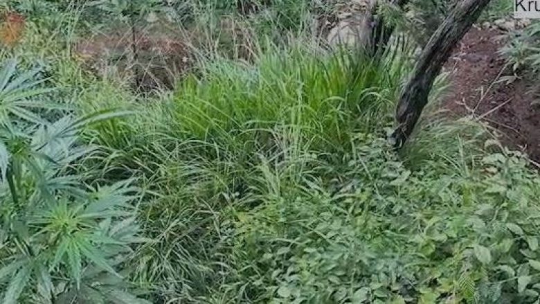 Shkatërrohen disa bimë të kanabisit në një pronë në Rahovec