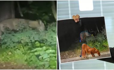 Luani në arrati që tmerroi banorët e Berlinit mund të ketë qenë një derr i egër, policia gjermane ndalon kërkimin