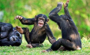 Për çfarë flasin shimpanzetë?