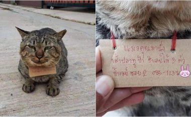 Një mace e humbur në Tajlandë u kthye në shtëpi me një shënim rreth qafës
