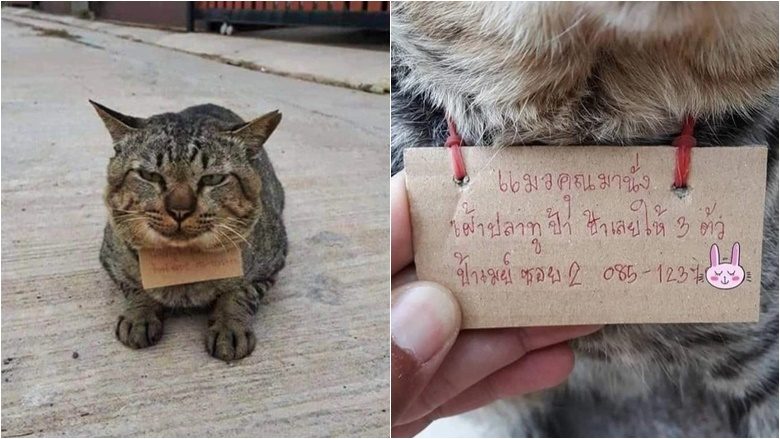 Një mace e humbur në Tajlandë u kthye në shtëpi me një shënim rreth qafës
