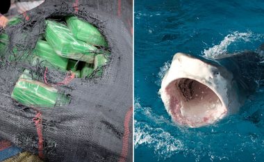 Peshkaqenët nuk po i rezistojnë kokainës në ujërat e Florida-s, studiuesit hasën në “sjellje të çuditshme”