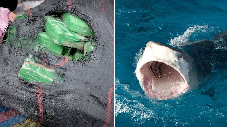Peshkaqenët nuk po i rezistojnë kokainës në ujërat e Florida-s, studiuesit hasën në “sjellje të çuditshme”