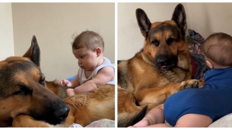 Videoja e foshnjës që luan me qenin bëhet virale