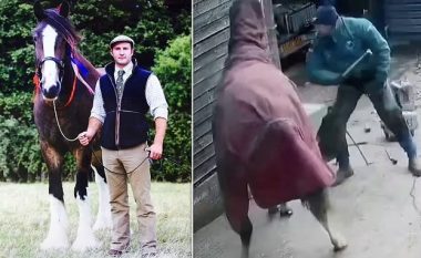 U nervozua që kali vazhdimisht lëvizte derisa tentonte t’ia riparonte patkonjtë, britaniku godet me çekiç kafshën – pamjet publikohen në internet