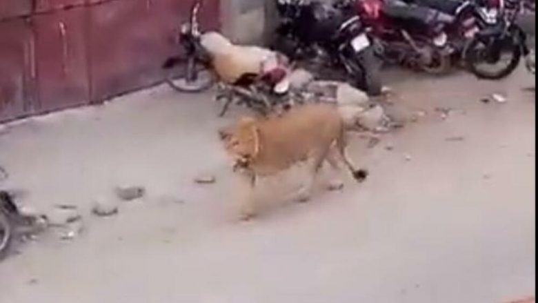 Luani ikë nga vetura gjatë transportit, në rrugët e qytetit pakistanez mbretëroi paniku – të gjithë fshiheshin për t’i shpëtuar më të keqes