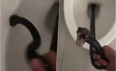 Shkoi në pushime dhe kur u kthye gjeti gjarprin në guaskën e tualetit