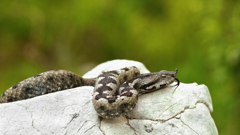 Një gjashtëvjeçar kafshohet nga një nepërkë në Kroaci, helmi iu është përhapur deri në sqetull