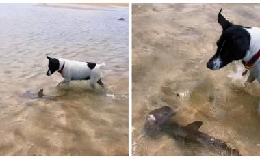 “Miqësi e pazakontë”: Një qen luan me një peshkaqen në plazh