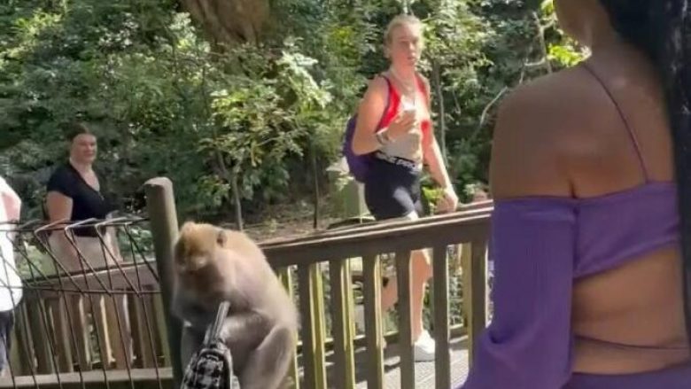 Majmuni i vjedh çantën pushueses në Indonezi