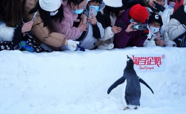 Pinguinët e rinj perandorë janë viktimat e para të shkrirjes së akullit në Antarktidë