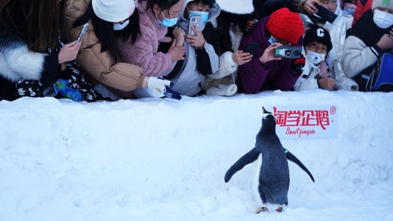 Pinguinët e rinj perandorë janë viktimat e para të shkrirjes së akullit në Antarktidë