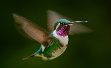 Misteri i zogut më të vogël në botë: Ku shkon kolibri kur perëndon dielli?