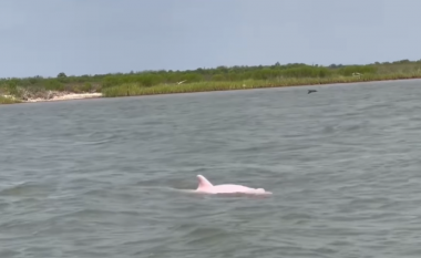Dy delfinë rozë u panë përgjatë një lumi në Luiziana