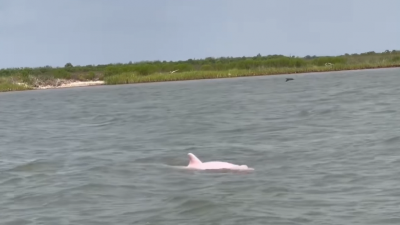 Dy delfinë rozë u panë përgjatë një lumi në Luiziana