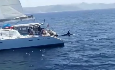 I panë si rrezik, pronarët e një varke qëllojnë mbi ‘balenat vrasëse’ në brigjet e Gjibraltarit – policia nis hetimet
