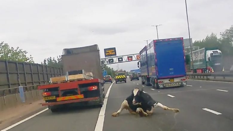 Lopët bien nga një kamion në Angli – shoferët devijojnë rrugën për të shmangur aksidentet