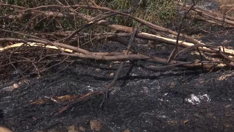 Në arën e djegur në Hade dëmtohen 1,200 trupa të arrave, familjarët e hedhin fajin te shteti