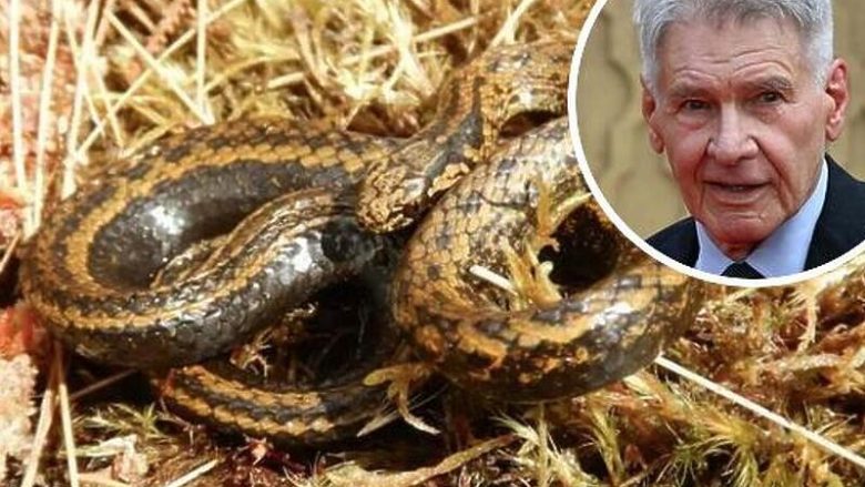 Shkencëtarët emërtojnë speciet e reja të gjarpërinjve sipas Harrison Ford