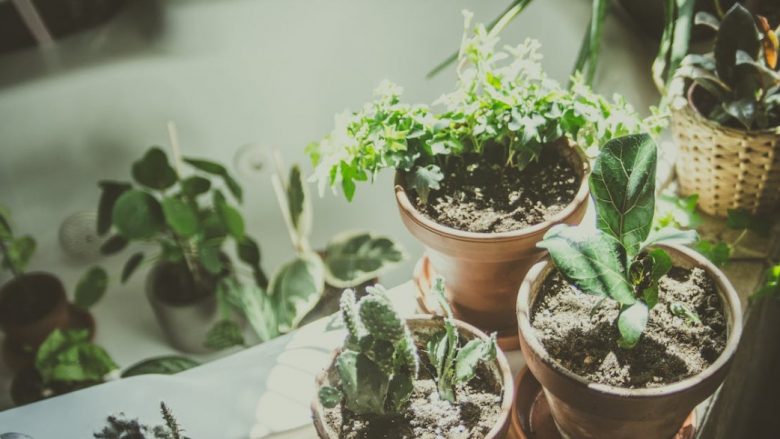 Tri bimë që janë ideale për apartament për ata që nuk kanë shumë kohë të kujdesen për to