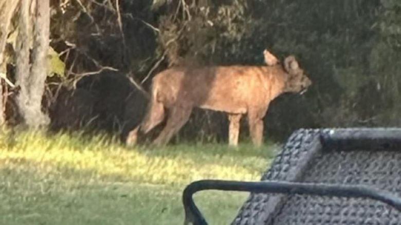 Një kafshë misterioze kapet nga kamerat e një lagje në Teksas