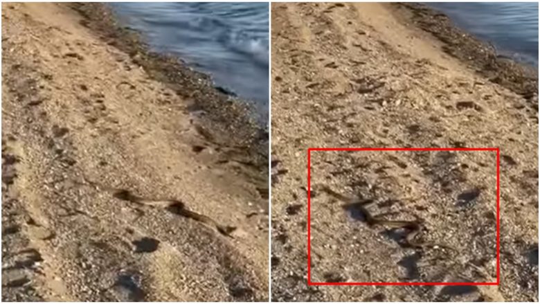 Gjarpri shkakton kaos tek pushuesit në Greqi, vështirë se dallohet nga rëra e plazhit