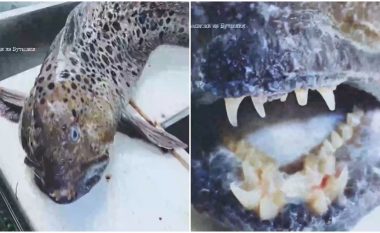 Peshku me dhëmbë të njeriut u kap në Rusi