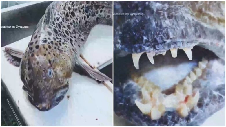 Peshku me dhëmbë të njeriut u kap në Rusi