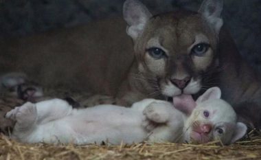 Puma lind një këlysh të rrallë albino në Nikaragua, janë vetëm katër të tillë në gjithë botën