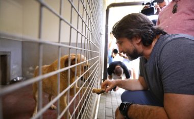 Qytetarët që shkelin kontratën për adoptimin e qenve endacakë mund të dënohen deri në 3,000 euro